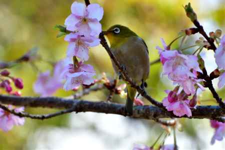 花見月のさえずり