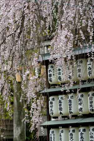 義士への桜雨