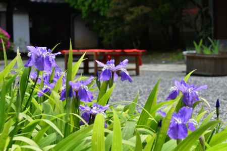 尼寺の清楚