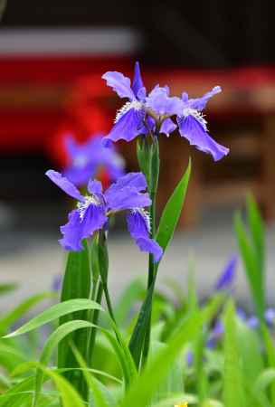 東山、紫の初花