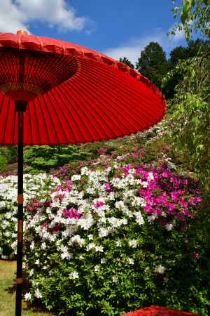 花寺の春盛り