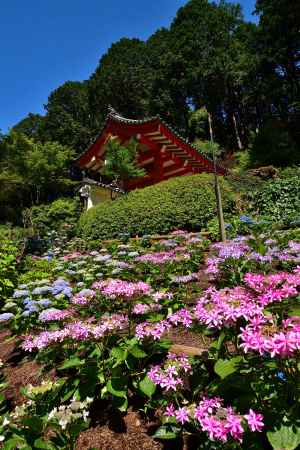 明星山の花模様