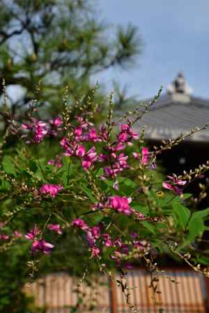 秋彩、萩の寺