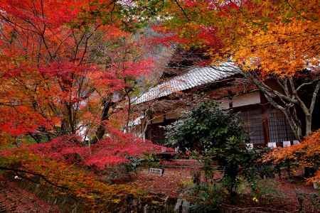 彩秋の朝日山