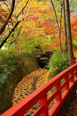 錦の橋渡し