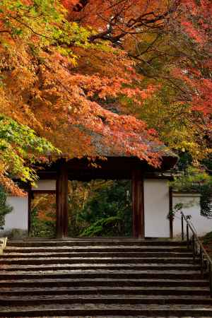 草庵、深まる椛彩