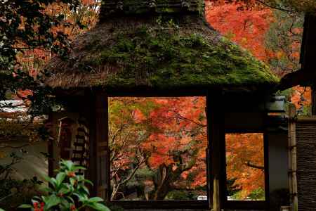 鹿ヶ谷、紅染め