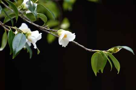 師走、侘びの花