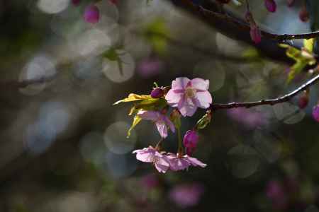 陽春の早咲き桜