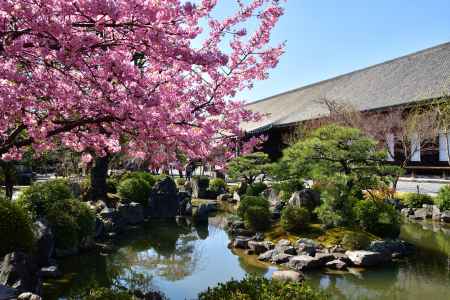 観音堂の早咲き桜