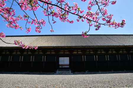 春めく蓮華王院