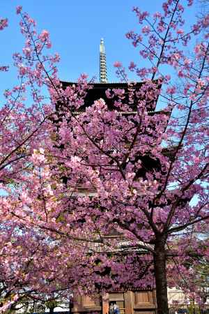 彩り、桜の候