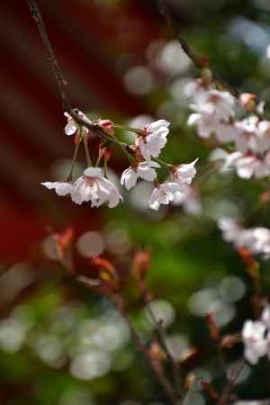 社の花飾り