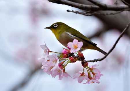 芸の社、春盛り