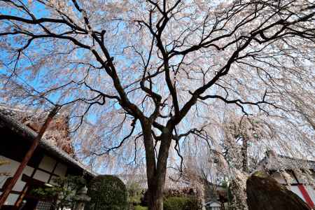 春花（はるはな）の大傘