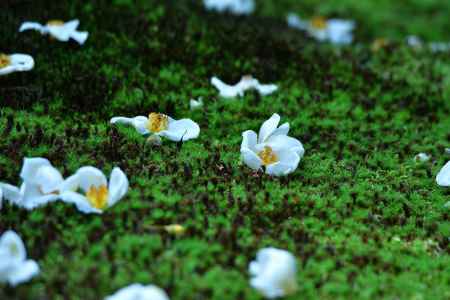 露と白き散花