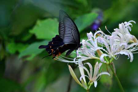 黒蝶、初秋の参拝