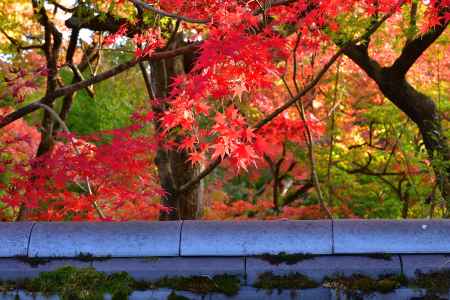 東山、錦の深秋