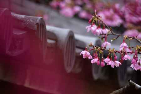 甍の花飾り