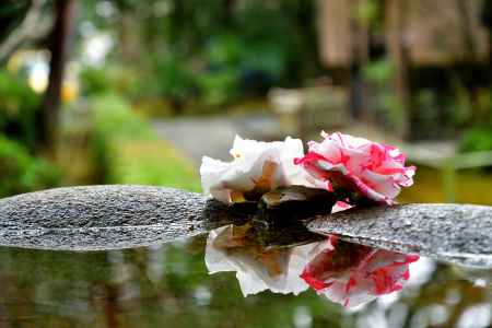 水面の花影