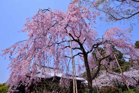 春空に花注ぐ