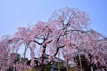 桜花の伽藍