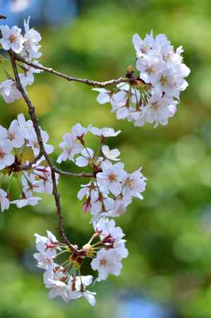 花寺、春盛り。