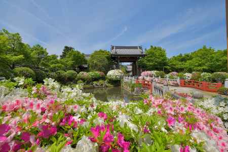 幡枝、花盛り