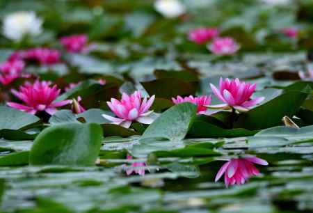 苑の花飾り