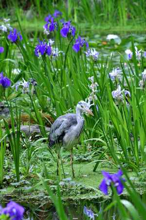 杜若花鳥図