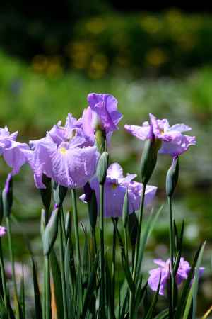 初夏の紫花