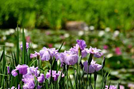 小野の花寺