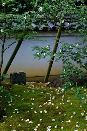 花降る苔の庭