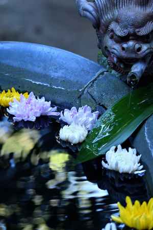 菊花の浄め水
