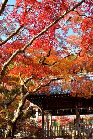 矢田宮、朱の幟