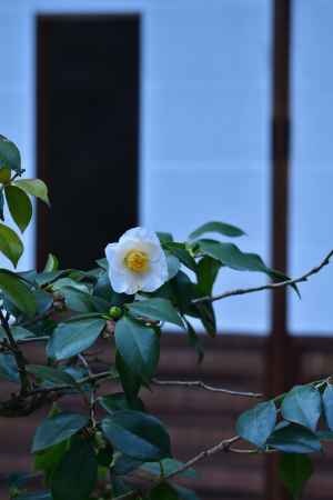 初春の花紋