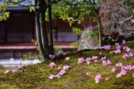 春節の花飾り