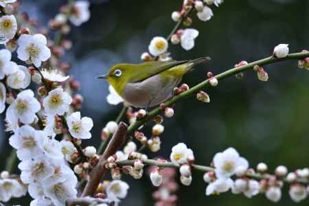 お宮の花めぐり