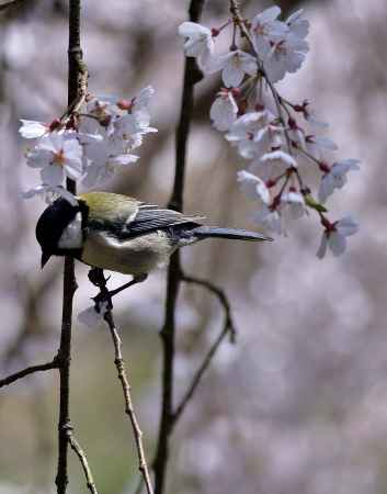 鳥たちの花遊び