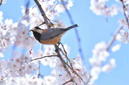 春風のさえずり