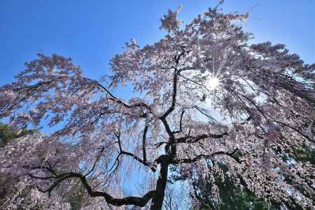 御苑の花日和