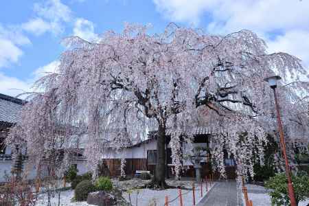 春空から注ぐ