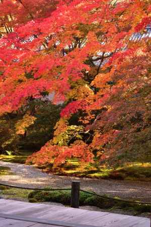 東山、錦の帯