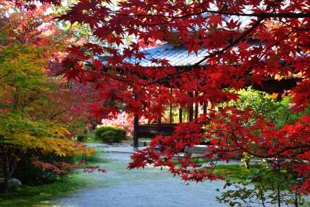 禅寺、朱き葉模様