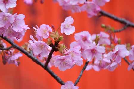 社の早咲き桜