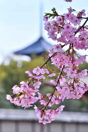 大師の早咲き桜