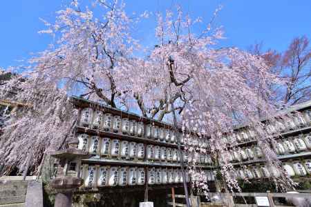 社の花の傘