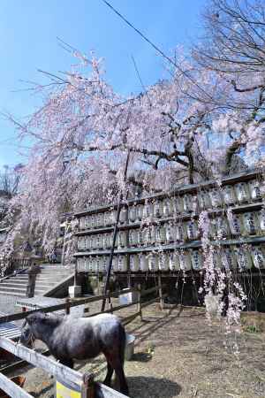 浪士の花の守護