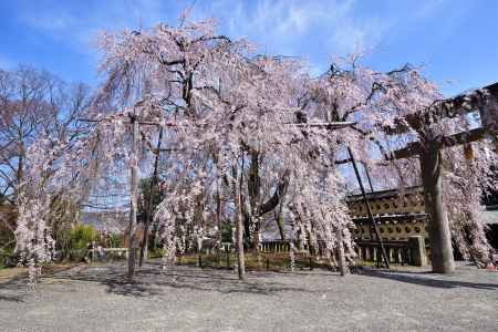 威風の大桜