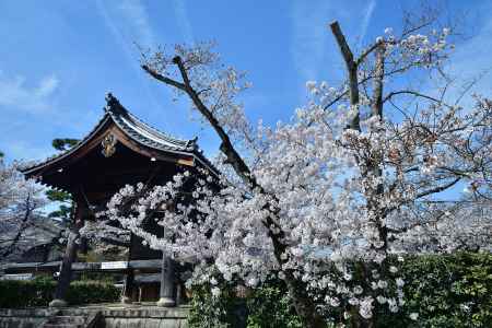 西陣の桜花